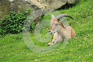 Libyan barbary sheep
