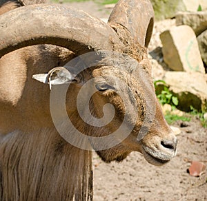 Libyan barbary sheep in Wroclaw Zoo in summer. Close up. Portrait