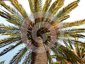 Libyan palm photo