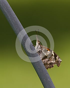 Libytheinae - American Snout Butterfly