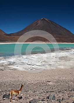 Licancabur volcano and green laguna