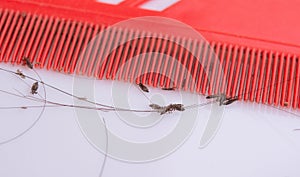 Lice in hair and comb