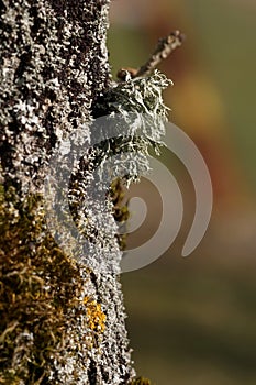 Lichen