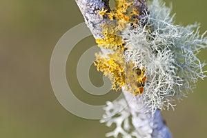 Lichen photo