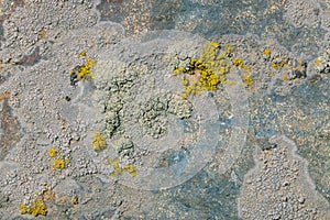 Lichen