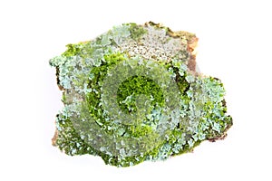 Lichen