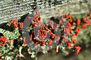 Lichen