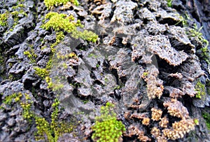 Lichen