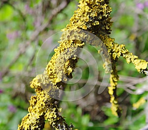 Lichen