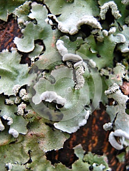 Lichen