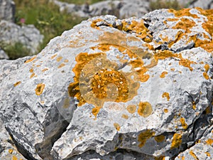 Lichen