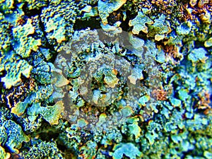 Lichen