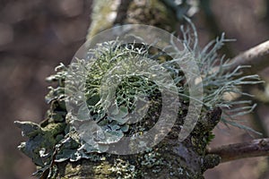 Lichen