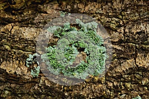 Lichen