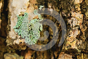 Lichen