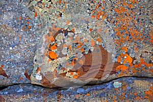 Lichen Abstracts