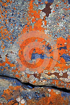 Lichen Abstracts