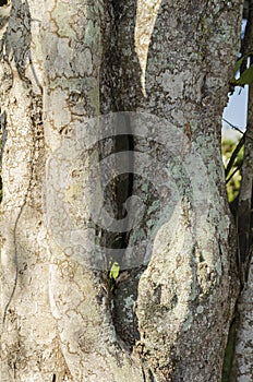 Lichen On Achee Tree Trunk