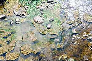 Lichen or Algae life plant in the hot spring mineral water