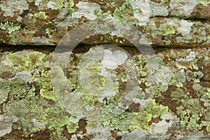 Lichen, Anthoceros and moss growing on stone