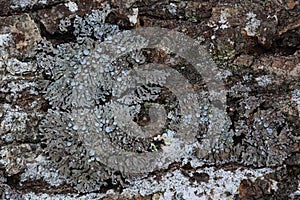 Lichen on ash bark