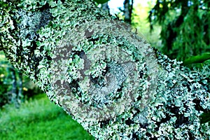 Lichen Background
