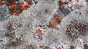 lichen background on the rock, orange and gray texture