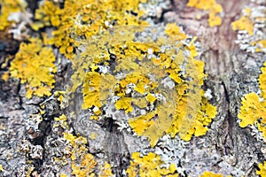 Lichen on a bark