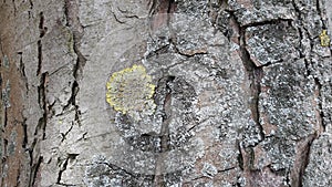 Lichen on the bark of a tree