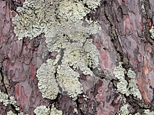 Lichen on a bark of a tree