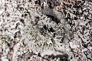 Lichen on the bark of a tree