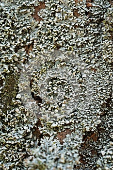 Lichen bark of a tree