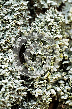 Lichen bark of a tree