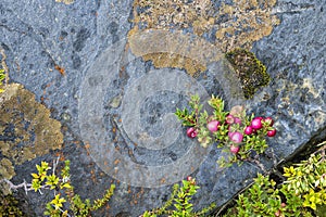 Lichen and Berries, Torres del Paine National Park, Chile