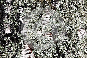 Lichen on birch