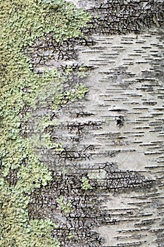 LIchen on Birch Bark