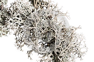 Lichen on a branch.