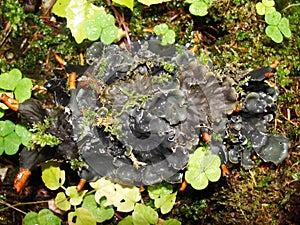 Lichen on the branch of tree. Background with lichens and moss - dog lichen; Peltigera Canina