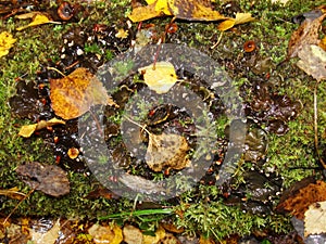 Lichen on the branch of tree. Background with lichens and moss - dog lichen; Peltigera Canina