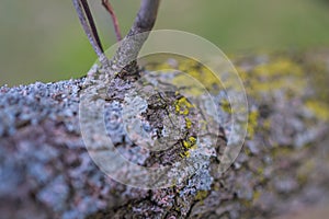 Lichen branch tree surface texture close