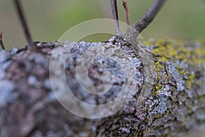 Lichen branch tree trunk surface blur