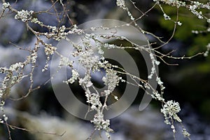 Lichen on branches over the river - pure mountain nature.