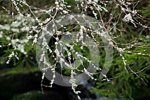 Lichen on branches - pure mountain nature.