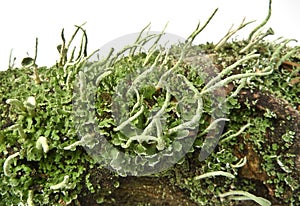 Lichen cladonia photo