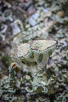 Lichen Cladonia chlorophaea. Green-red lichen.