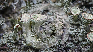Lichen Cladonia chlorophaea. Green-red lichen.