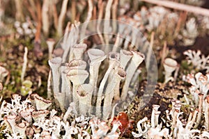 Lichen - Cladonia close-up photo