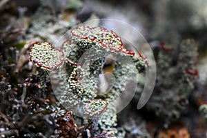 Lichen Cladonia coccifera.