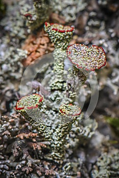 Lichen Cladonia coccifera.