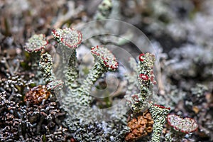 Lichen Cladonia coccifera.